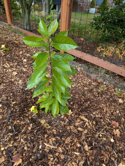 (October 9, 2025) Update -- Has done very well this year. Got fresh mulch last week 