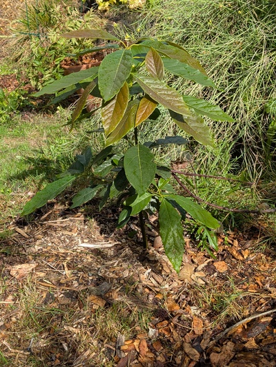 (October 10, 2025) Update -- The graft was killed and the rootstock grew a new trunk from the roots. Seems like a very frost tender tree, probably will be dug up soon.