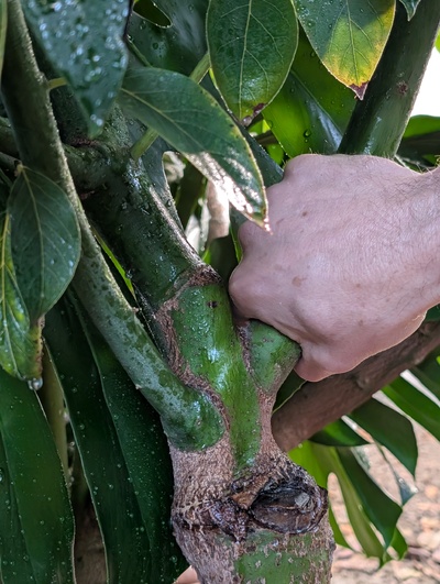 (October 13, 2025) Update -- Lots of growth this season, it's pushing against the roof and needs a pruning.