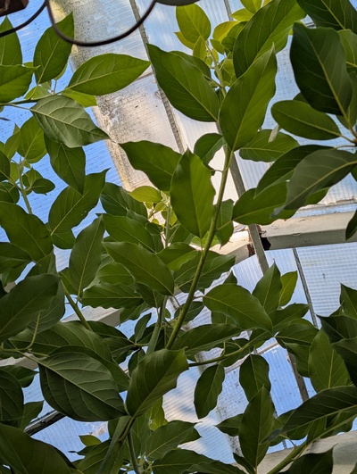 (photo taken October 13, 2025)