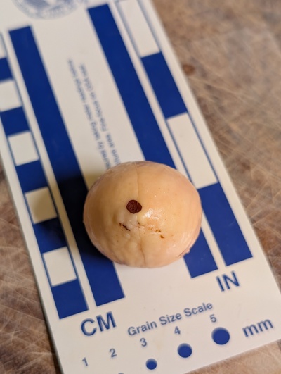 (photo taken October 20, 2025)