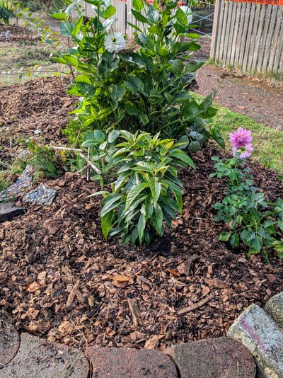 (October 20, 2025) Update -- Just got a fresh layer of mulch around it.