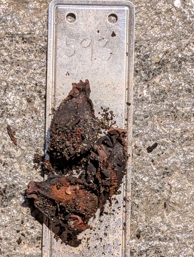 (October 23, 2025) Dead -- Never sprouted.