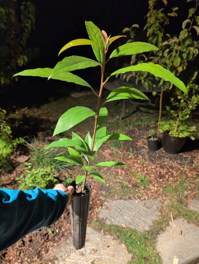 (October 23, 2025) Update -- Vigorous, healthy, ready to get out of this pot.