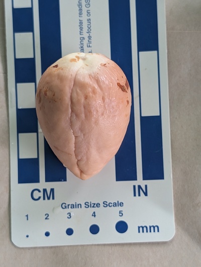 (photo taken October 25, 2025)