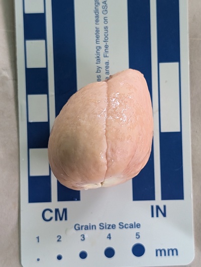 (photo taken October 25, 2025)