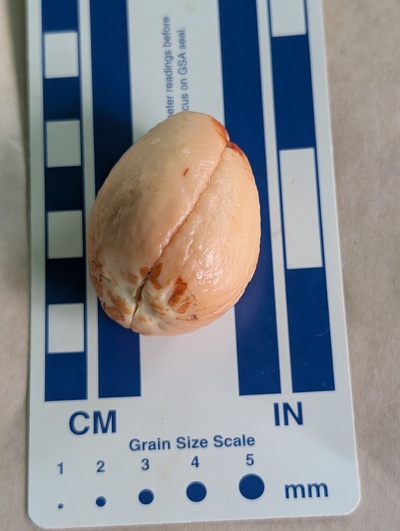 (photo taken October 25, 2025)