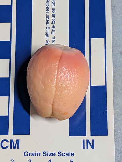 (photo taken October 26, 2025)