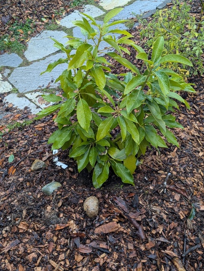 (October 27, 2025) Update -- Seems to have gone dormant after a modest amount of growth, mostly in the first half of the season.