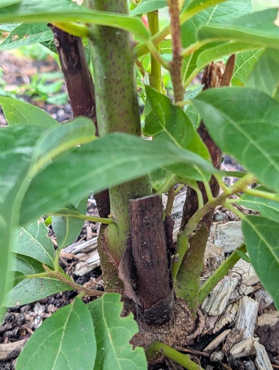 (photo taken October 30, 2025)