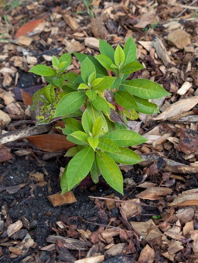 (October 30, 2025) Update -- Grew pretty weakly this season, suspect root competition from the overhanging Umbellularia tree. Will regularly cut a circle around it to try to kill invading tree roots.