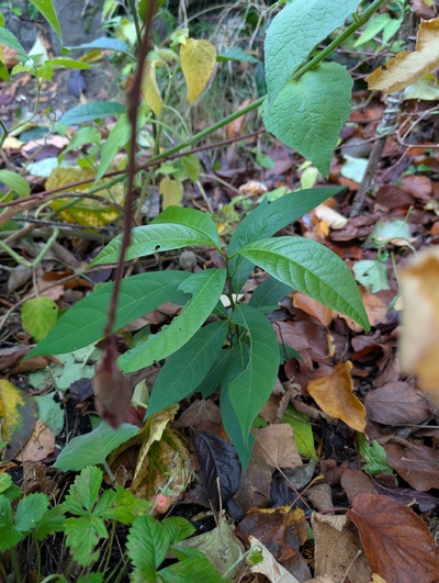 (October 30, 2025) Update -- Looks OK despite staying pretty small.