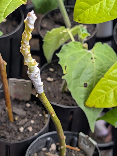 (October 31, 2025) Grafted -- Anise added as a relatively high graft.