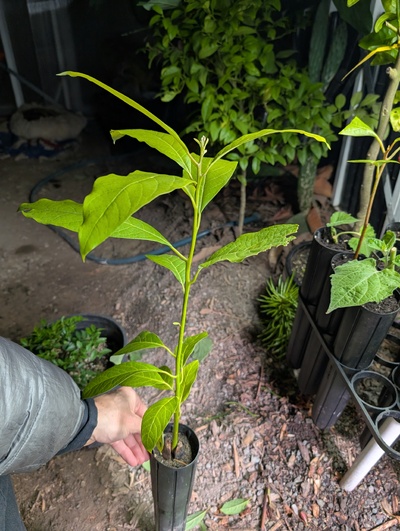 (October 31, 2025) Update -- About to graft with Anise 