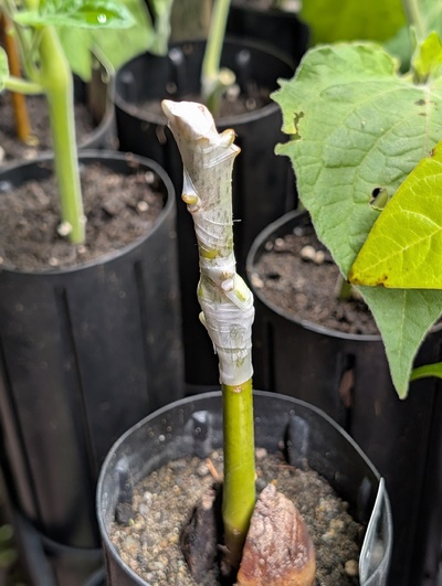 (October 31, 2025) Grafted -- Anise was added.