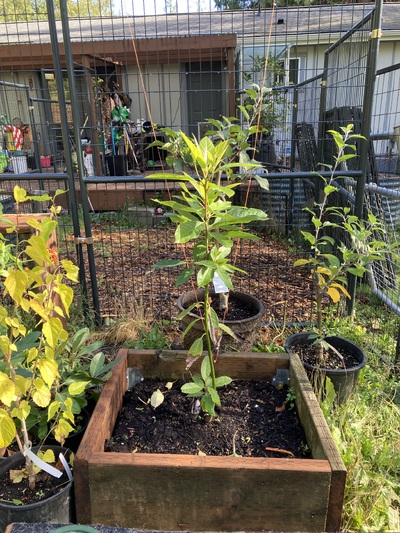 (November 1, 2025) Pre-winter Report -- Exceptional summer growth despite being "topped" by deer soon after planting