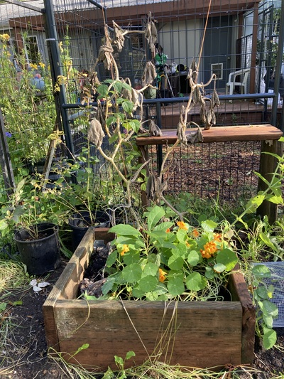 (November 1, 2025) Pre-winter Report -- Some summer growth despite being "topped" by deer soon after planting