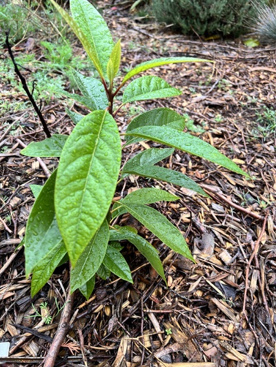 (November 1, 2025) Photo Update  -- Tree is healthy and growing well!