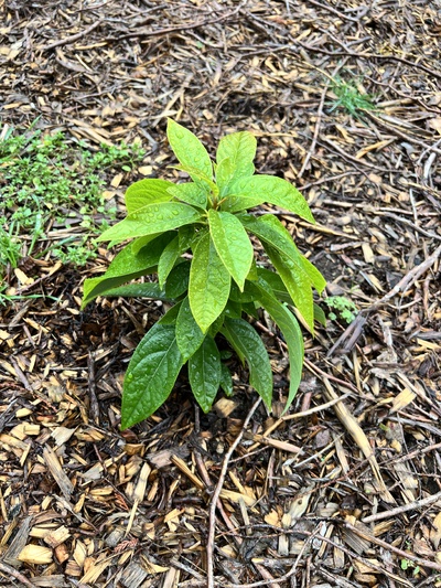 (November 1, 2025) Photo Update  -- Tree is healthy and growing well!