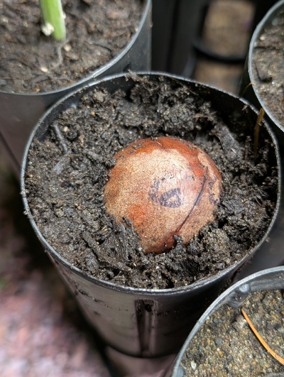 (November 3, 2025) Update -- Planted today, the taproot had elongated some.