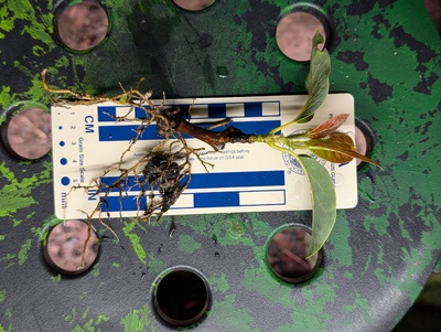 (November 4, 2025) Roots inspected -- Looks like the original cutting was a piece of scionwood.