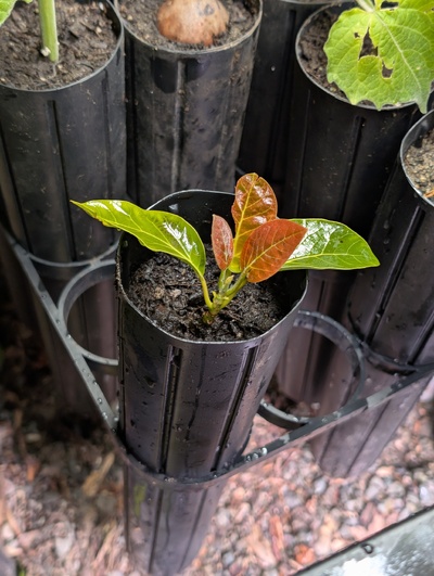 (November 4, 2025) Potted up  -- Into a deepot