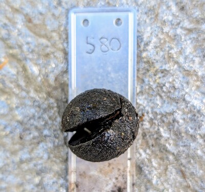 (November 7, 2025) Dead  -- Never germinated, or rotted quickly upon doing so.