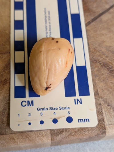 (photo taken November 9, 2025)