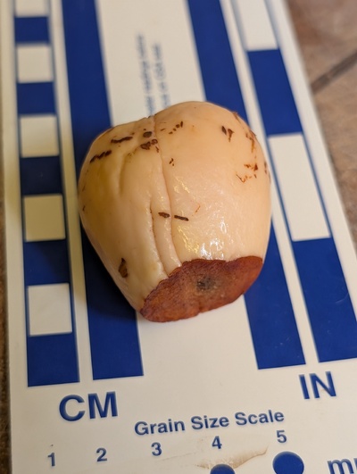 (photo taken November 9, 2025)