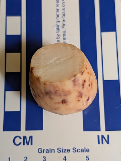 (photo taken November 9, 2025)