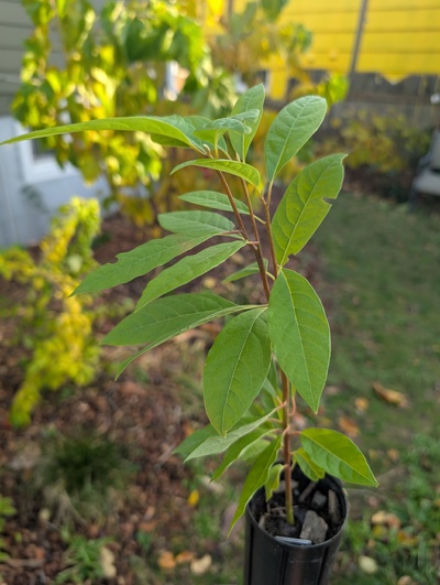 (November 9, 2025) Update -- Grew some, but not with high vigor. Seems healthy enough, though.