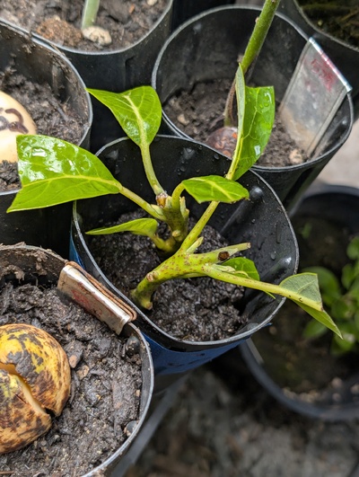 (photo taken November 10, 2025)