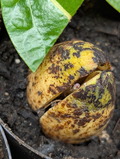 (November 18, 2025) Update -- First seed to sprout (topside) this fall out of any of the varieties.