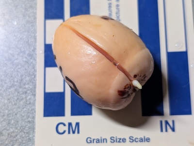 (November 18, 2025) Update -- Very quick to sprout a taproot.