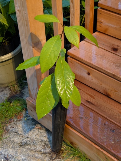 (November 26, 2025) Update -- Considering planting this one out myself.