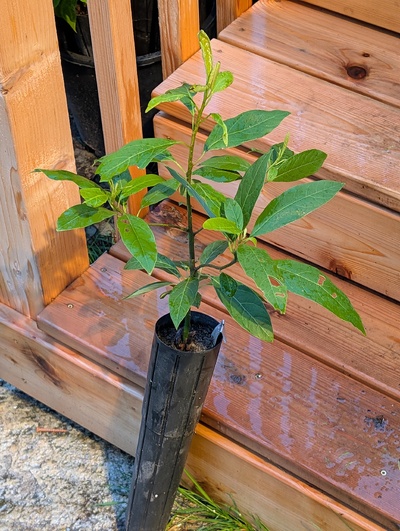 (November 26, 2025) Update -- Weirdly lanky growth habit. I'm considering planting this one myself soon.