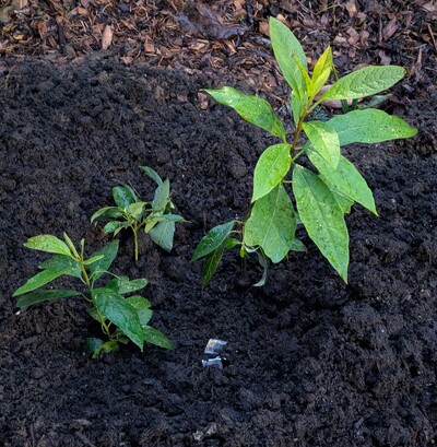 (November 26, 2025) Planted out -- One of three Lakshmi seedlings sharing a single hole.