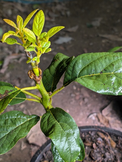 (photo taken November 26, 2025)