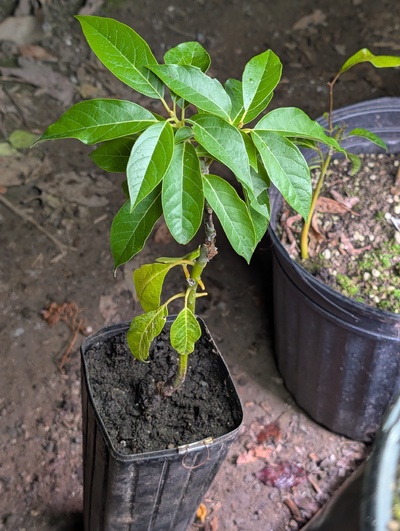 (photo taken November 26, 2025)