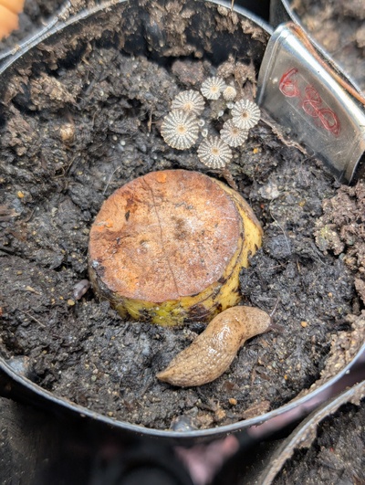 (November 26, 2025) Update -- Some interesting mushrooms in the soil, still no sign of germination. 