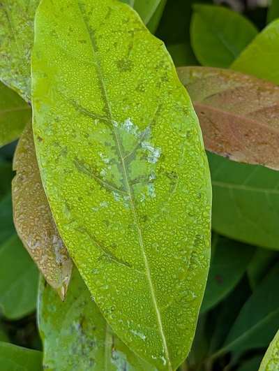 (November 30, 2025) Update -- Shows some leaf damage from a mild freeze of 30.7°F
