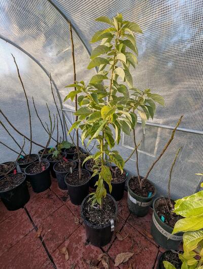 (December 1, 2025) pre-winter report -- Tree still in original pot. Left outside since it was brought home. Water as necessary. Fertilized with fish emulsion (agrothrive) 4 times throughout the growing season. Lots of growth and leaves. Trunk is definitely thicker. Plant is currently in an unheated greenhouse. Was put in since beginning of November 2025.