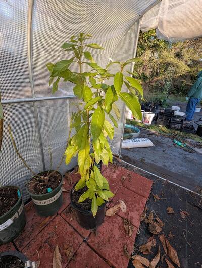 (December 1, 2025) pre-winter report -- Lots of leaves still on tree but it does look paler.