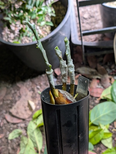 (December 1, 2025) Grafted -- Added three grafts of Linh, to increase the odds of success a bit.