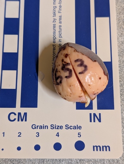 (December 4, 2025) Planted -- Photo is just before it went in soil in its starter pot.