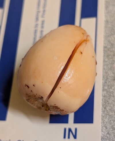 (December 4, 2025) Planted -- Photo was right before planting in the starter pot.