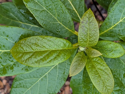 (December 5, 2025) Update -- A slight bit of cellular damage on the newest leaves after 30.7°F.