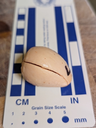 (December 9, 2025) Update -- About to plant in the starter pot.