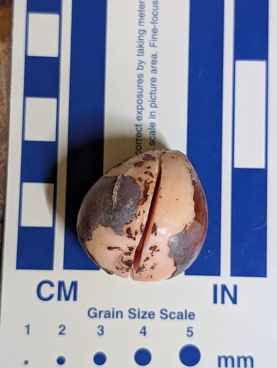 (December 9, 2025) Update -- About to plant in the starter pot.