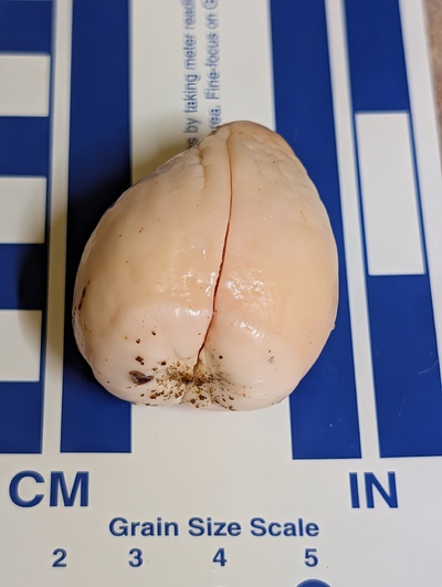 (December 9, 2025) Update -- About to plant in the starter pot.